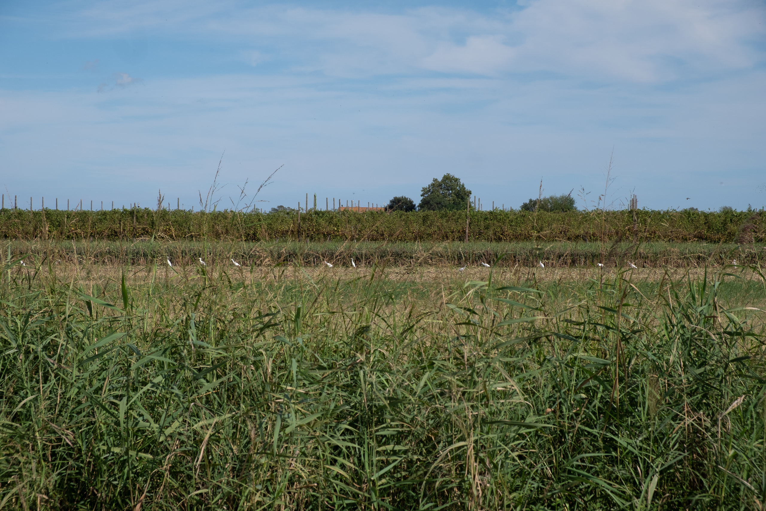 Weiße Reiher im Feld hinter dem Schilf